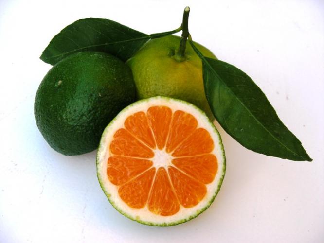 Mandarine Bio, Variété Satsuma, Origine Italie, 500 gr (Acidulée, Sans Pépins)