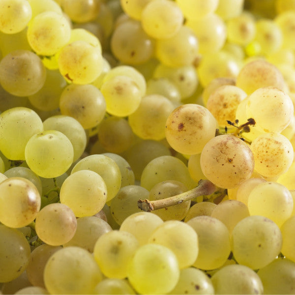 Raisin Blanc Bio, variété Chasselas, Origine Alsace 500g
