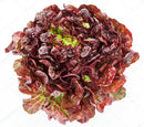 Salade Bio, variété Feuille de Chêne Rouge, origine France, 1 pièce