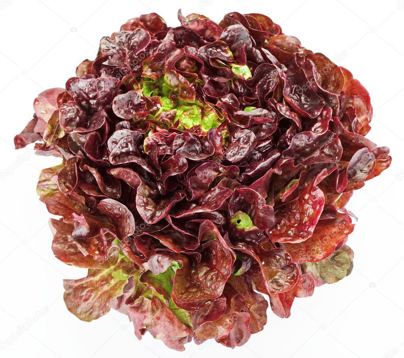Salade Bio, variété Feuille de Chêne Rouge, origine Alsace, 1 pièce