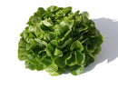 Salade Bio, variété feuille de chêne Blonde (Verte), origine Alsace , 1 pièce