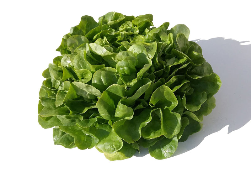 Salade Bio, variété feuille de chêne Blonde (Verte), origine Alsace , 1 pièce