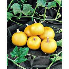 Courge pomme d'or Bio , Origine France, 1 pièce (environ 0.240 kg)
