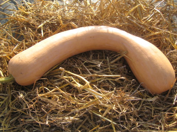Courge longue de Nice Bio, origine France , 1 pièce environ 2kg