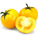 Tomate Ronde jaune Bio, variété Lemon Boy, Origine France, 500 gr