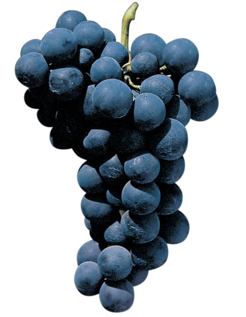 Raisin Noir Bio, variété Perlon, Origine France, 500g