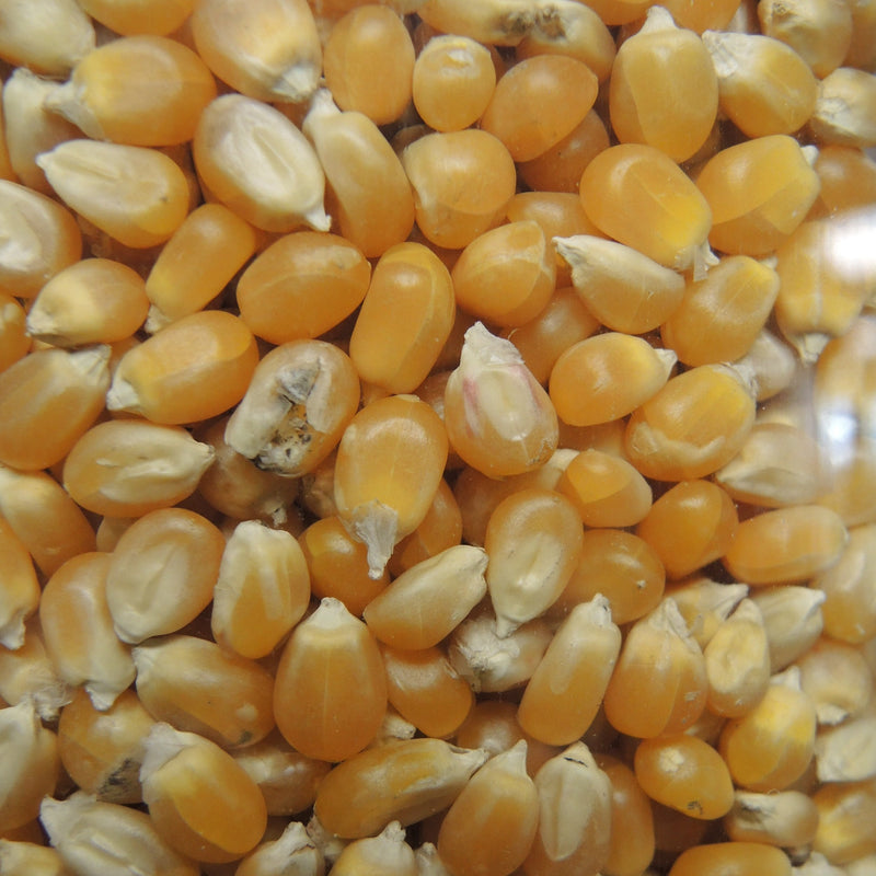 VRAC, Maïs à pop corn,  produit localement par la  Ferme d'Ysengrain, 330g