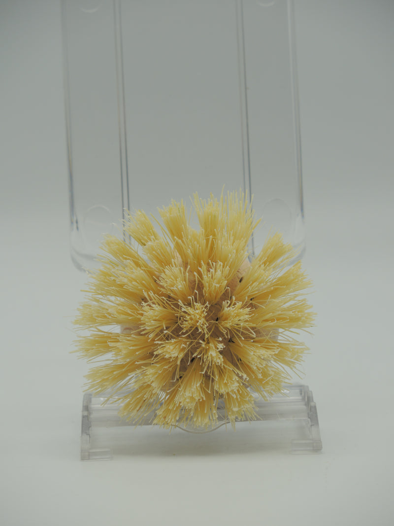 Recharge brosse vaisselle fibre, la Droguerie écologique