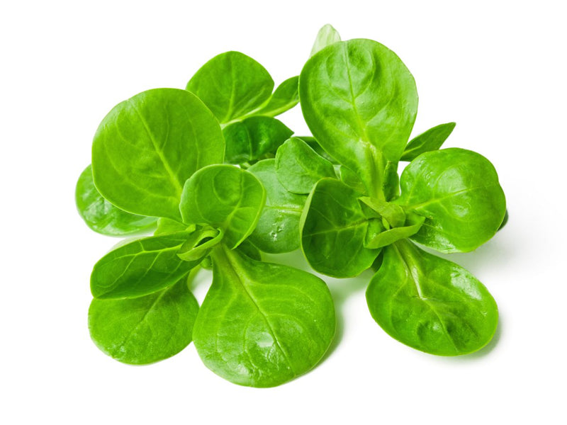 Salade Mâche Bio, origine France, 200 gr