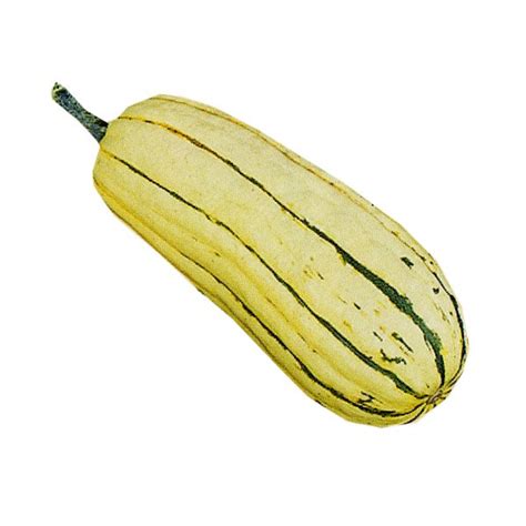Courge Délicata Bio, origine France Alsace, 1 pièce
