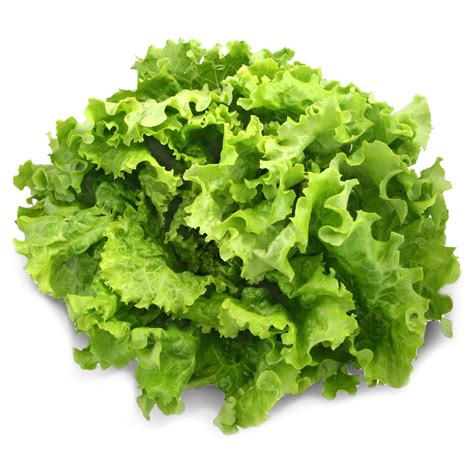 Salade Bio, variété Batavia Verte, origine Alsace , 1 pièce